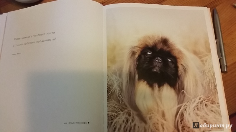 Иллюстрация 4 из 18 для 101 фотогерой. С любовью к собакам - Рейчел Хэйл | Лабиринт - книги. Источник: Гаврилова  Наталия