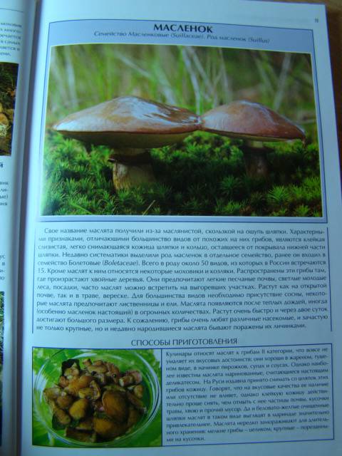 Иллюстрация 17 из 27 для Все о съедобных грибах | Лабиринт - книги. Источник: D.OLGA