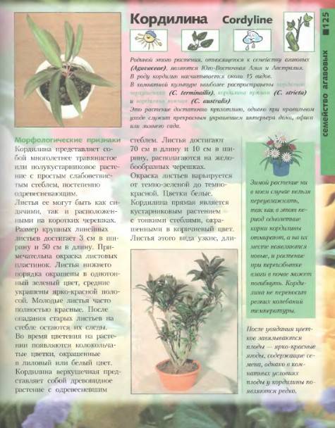 Иллюстрация 31 из 46 для Лучшие комнатные растения - Моисей Миллер | Лабиринт - книги. Источник: Алонсо Кихано