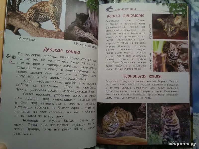 Иллюстрация 14 из 28 для Кошки дикие и домашние - Александр Тихонов | Лабиринт - книги. Источник: SergP