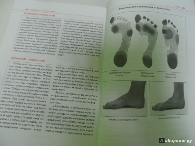 Иллюстрация 19 из 33 для Спортивная анатомия - Торстен Герке | Лабиринт - книги. Источник: Брежнева  Инга