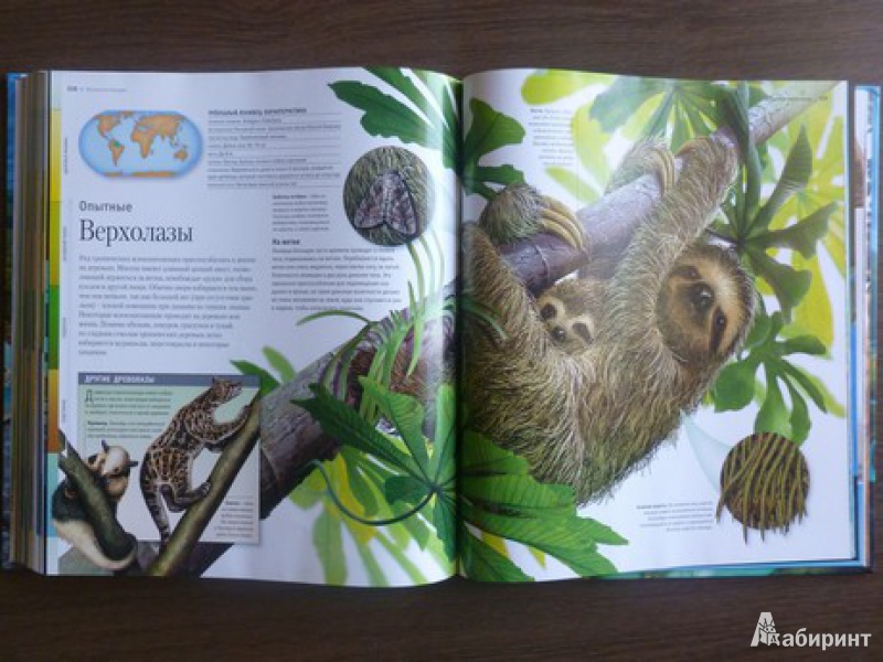 Иллюстрация 5 из 34 для Суперэнциклопедия животных - Вогт, Лонг, Лампкин | Лабиринт - книги. Источник: дева