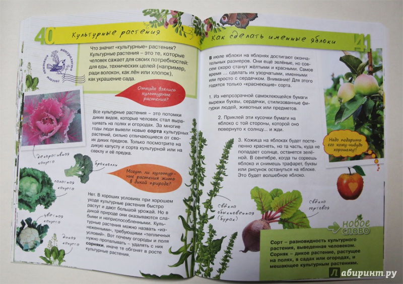 Иллюстрация 12 из 20 для Растения - Петр Волцит | Лабиринт - книги. Источник: Лукина  Мария