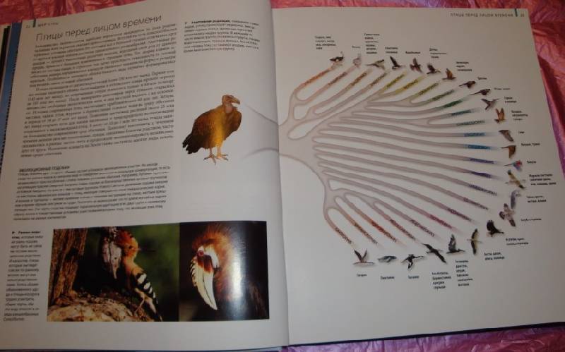Иллюстрация 37 из 63 для Птицы - Джоанна Бургер | Лабиринт - книги. Источник: В.  Инна