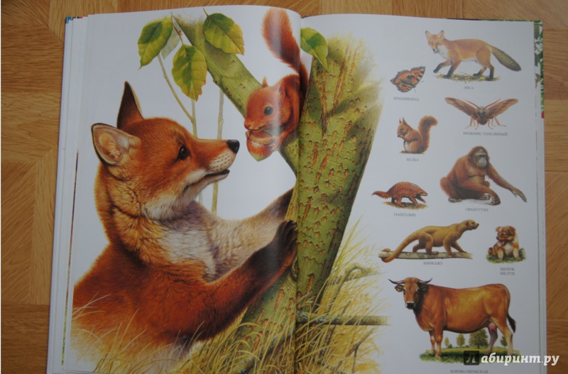 Иллюстрация 25 из 31 для Большой атлас животных - Селин Потард | Лабиринт - книги. Источник: Katrin.1001