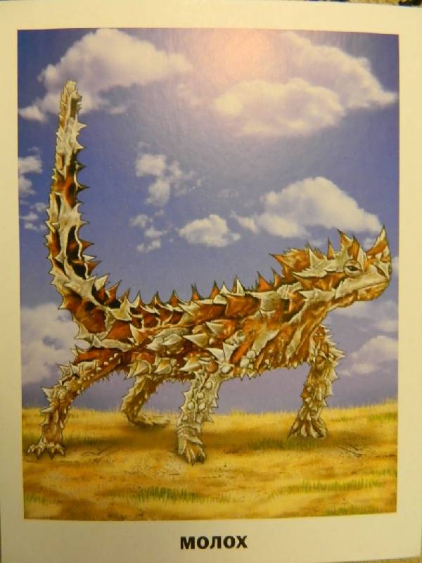Иллюстрация 8 из 9 для Животные Австралии (16 карточек) | Лабиринт - книги. Источник: libusia