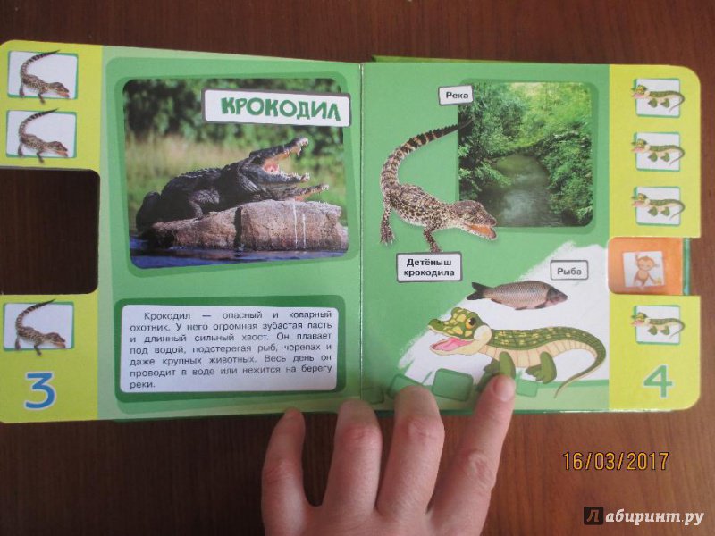 Иллюстрация 6 из 7 для Веселый зоопарк | Лабиринт - книги. Источник: Марина Епифанцева