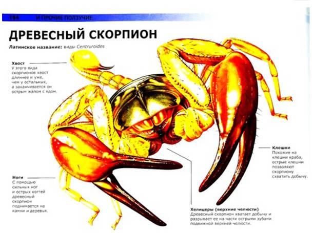 Иллюстрация 12 из 36 для Жуки и другие монстры мира насекомых - Сюзан Барраклаух | Лабиринт - книги. Источник: Золотая рыбка