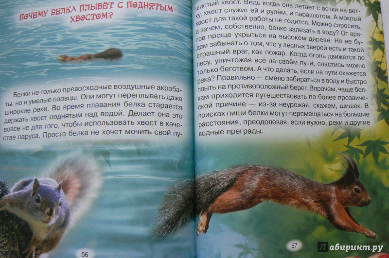 Иллюстрация 5 из 5 для Тайны живой природы - Юрий Гурин | Лабиринт - книги. Источник: Марина