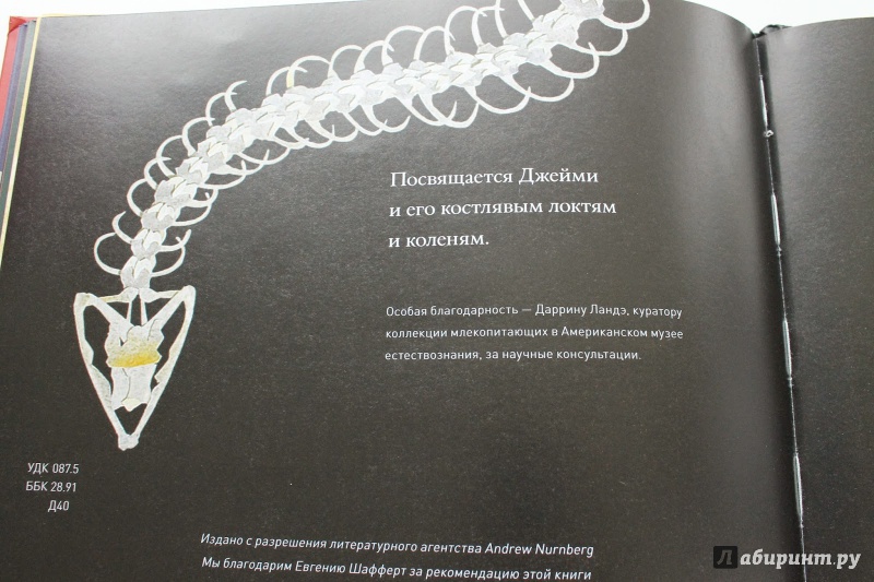 Иллюстрация 12 из 41 для Кости и скелеты - Стив Дженкинс | Лабиринт - книги. Источник: Чабуткина  Алина