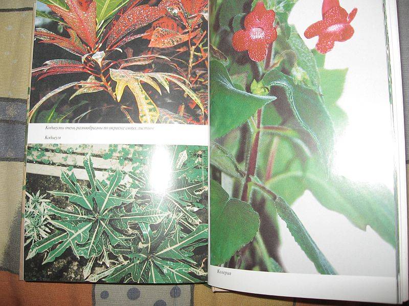 Иллюстрация 9 из 11 для Все о комнатных растениях - Борис Головкин | Лабиринт - книги. Источник: rizik