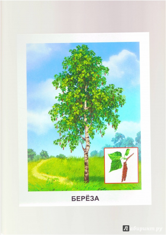 Иллюстрация 7 из 25 для Обучающие карточки. Деревья | Лабиринт - игрушки. Источник: Халтурина  Оксана