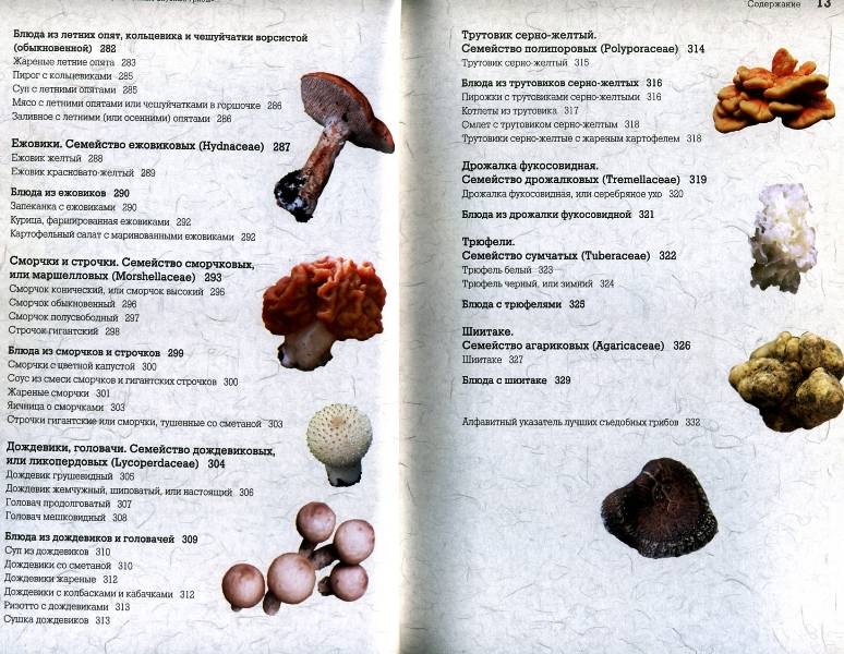 Иллюстрация 13 из 24 для Самые вкусные грибы - Матанцев, Матанцева | Лабиринт - книги. Источник: Yuka