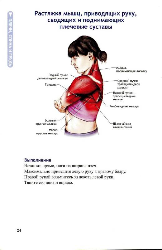 Иллюстрация 19 из 36 для Анатомия упражнений на растяжку - Нельсон, Кокконен | Лабиринт - книги. Источник: Юта