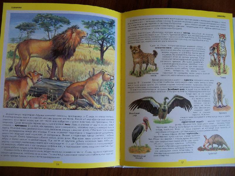 Иллюстрация 18 из 31 для Атлас животных | Лабиринт - книги. Источник: Photine
