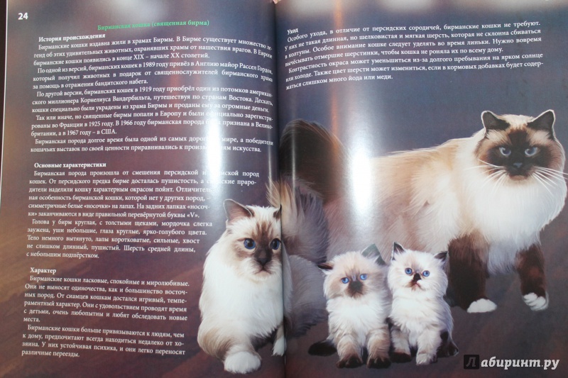 Иллюстрация 5 из 28 для Кошки - Леся Калугина | Лабиринт - книги. Источник: Ахметова  Миля