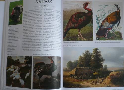 Иллюстрация 23 из 31 для Самые красивые птицы | Лабиринт - книги. Источник: Kle1174
