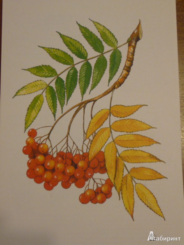 Иллюстрация 6 из 31 для Листья и плоды. Дидактический материал - И. Васильева | Лабиринт - книги. Источник: maria1978