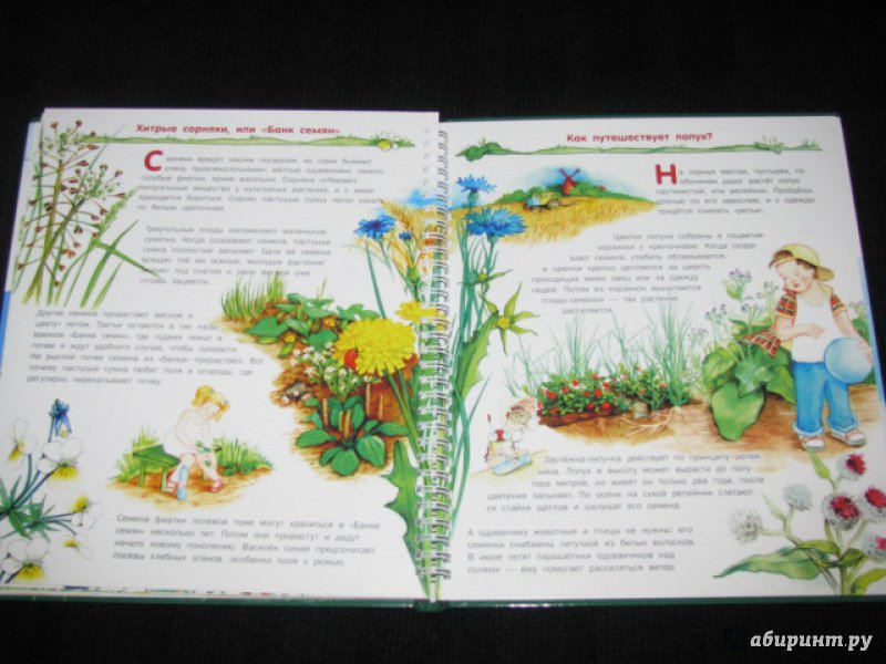 Иллюстрация 35 из 41 для Растения - Татьяна Елумеева | Лабиринт - книги. Источник: Nemertona