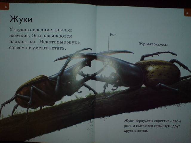 Иллюстрация 8 из 17 для Насекомые и пауки - Дениз Райан | Лабиринт - книги. Источник: Настёна