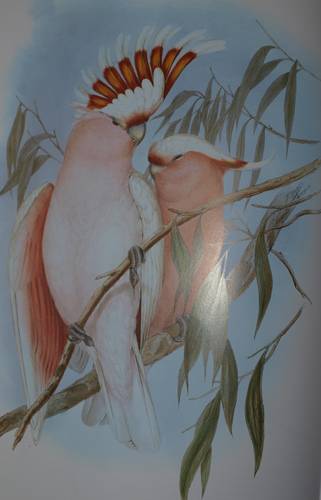 Иллюстрация 20 из 51 для Птицы Австралии (в футляре) - Джон Гульд | Лабиринт - книги. Источник: Наталья Бухтиярова