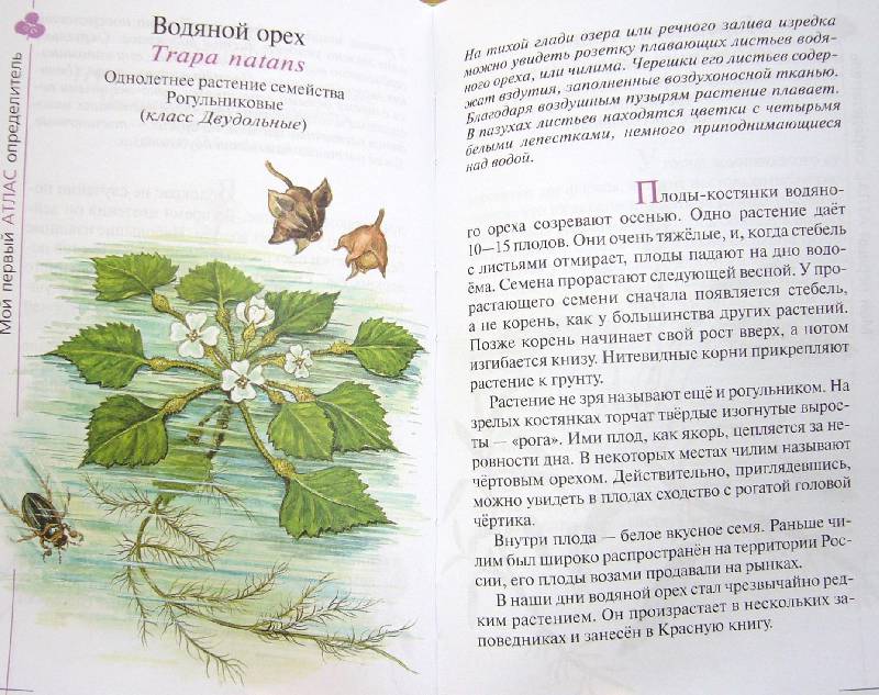 Иллюстрация 30 из 39 для Твой первый атлас-определитель. Растения - Козлова, Сивоглазов | Лабиринт - книги. Источник: Челла