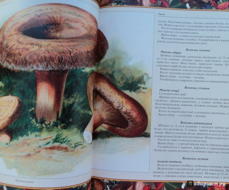 Иллюстрация 2 из 8 для Русский лес. Грибы и ягоды (в футляре) | Лабиринт - книги. Источник: Елизовета Савинова