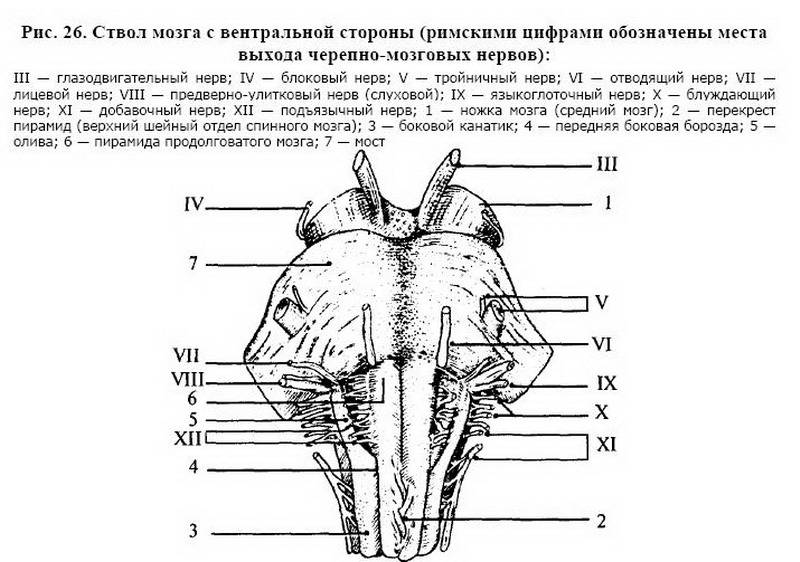 Иллюстрация 9 из 13 для Анатомия центральной нервной системы - Воронова, Климова, Менджерицкий | Лабиринт - книги. Источник: Machaon