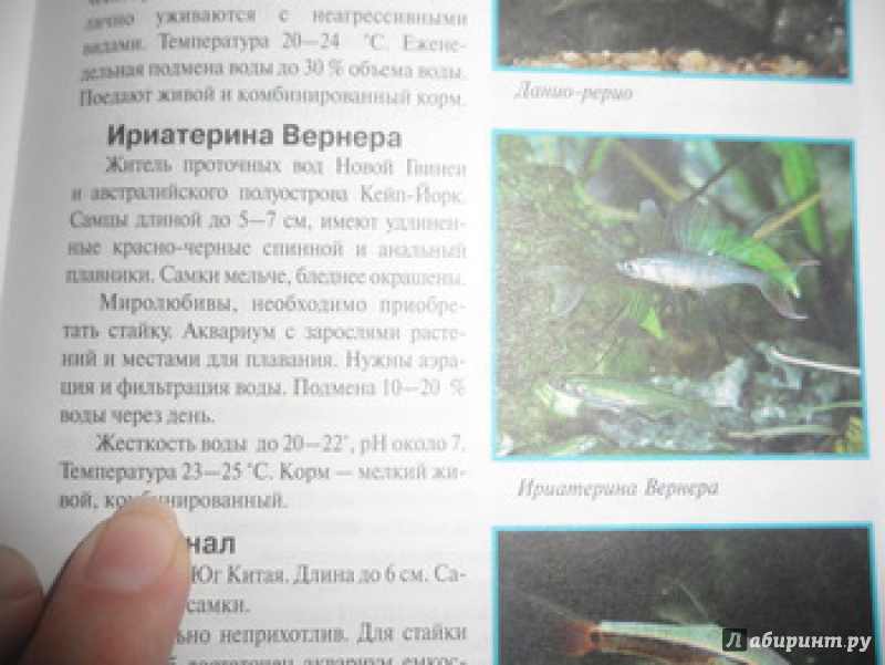 Иллюстрация 9 из 13 для Маленький аквариум - Александр Гуржий | Лабиринт - книги. Источник: юлия д.