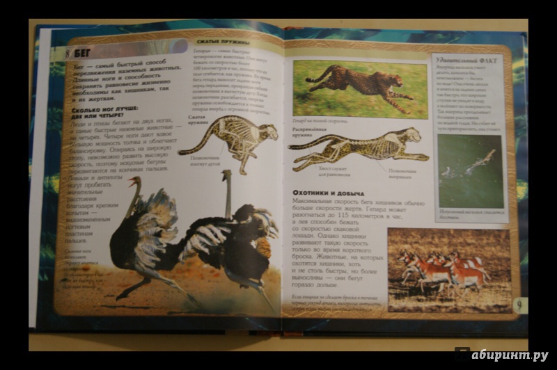 Иллюстрация 8 из 9 для Передвижение животных - Кейт Петти | Лабиринт - книги. Источник: korzolya