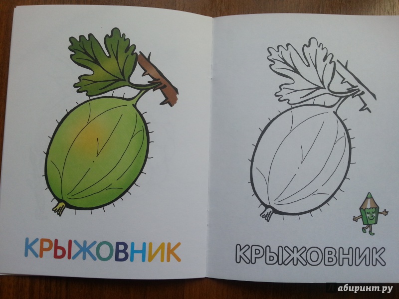 Иллюстрация 21 из 33 для Раскраска для малышей. Ягоды | Лабиринт - книги. Источник: Баскова  Юлия Сергеевна