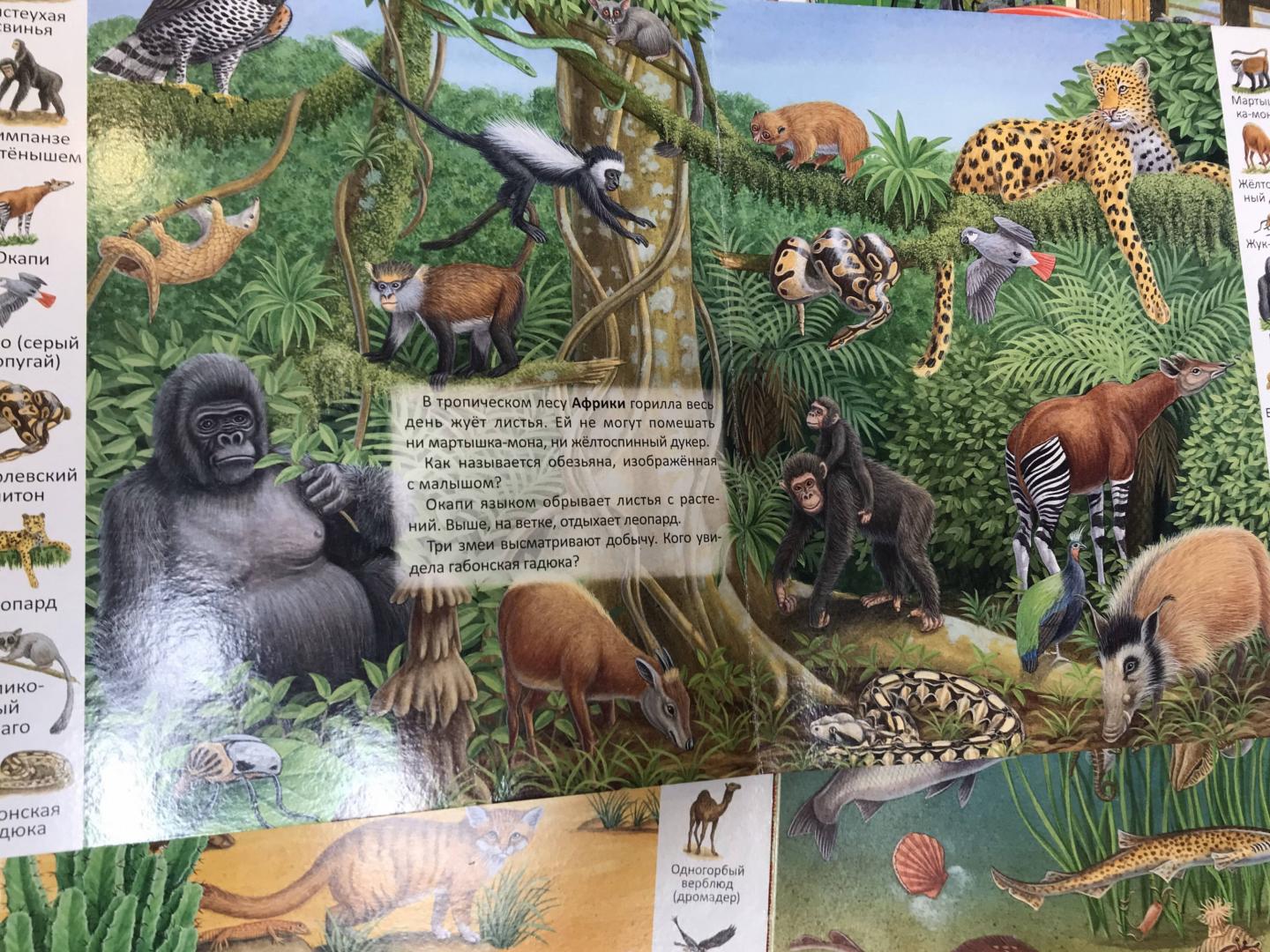 Иллюстрация 35 из 39 для Животные и растения тропических лесов | Лабиринт - книги. Источник: Оляшка