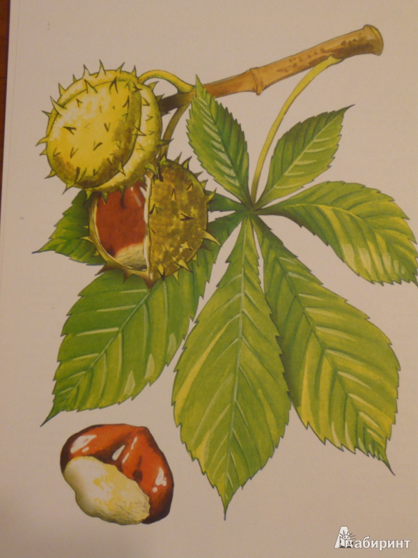 Иллюстрация 9 из 31 для Листья и плоды. Дидактический материал - И. Васильева | Лабиринт - книги. Источник: maria1978