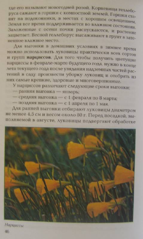 Иллюстрация 21 из 21 для Луковичные и клубневые растения - Е.К. Беляевская | Лабиринт - книги. Источник: Olla-la