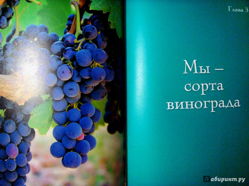Иллюстрация 8 из 32 для Вино - это страсть - Терцано, Жинкаль | Лабиринт - книги. Источник: very_nadegata