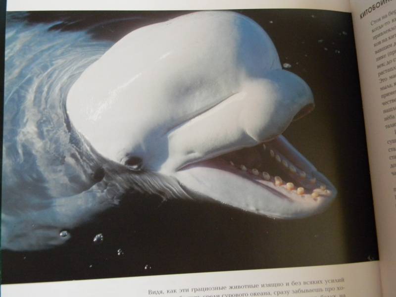 Иллюстрация 21 из 21 для Океаны. Тайны подводного мира - Роуз, Лейкинг | Лабиринт - книги. Источник: Dancing Angel
