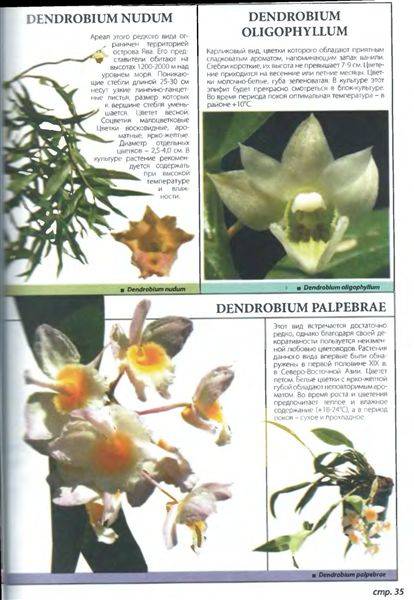 Иллюстрация 8 из 21 для Самые неприхотливые орхидеи - Рой Маккалистер | Лабиринт - книги. Источник: Юта