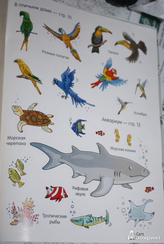 Иллюстрация 11 из 20 для Книга с наклейками. В зоопарке | Лабиринт - книги. Источник: Ko-ren
