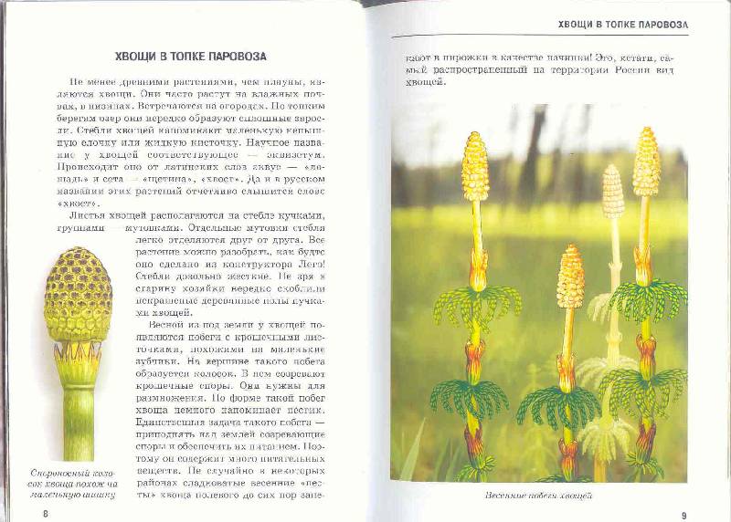 Иллюстрация 36 из 54 для Самые удивительные растения - Сергей Афонькин | Лабиринт - книги. Источник: Бетельгейзе