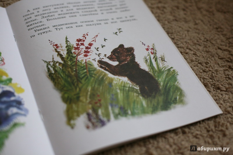 Иллюстрация 32 из 44 для Как медведь в лесу живёт - Вера Чаплина | Лабиринт - книги. Источник: дважды