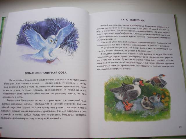 Иллюстрация 20 из 40 для Азбука живой природы - Александр Барков | Лабиринт - книги. Источник: Осьминожка