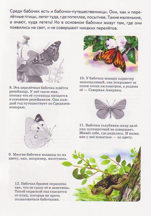Сходства и различия бабочек 2 класс. Зеленая книга первые бабочки. Зеленая книга бабочки 2 класс. Зеленая книга рассказ 1 бабочки. Зеленая книга бабочки 2 класс зеленые страницы.