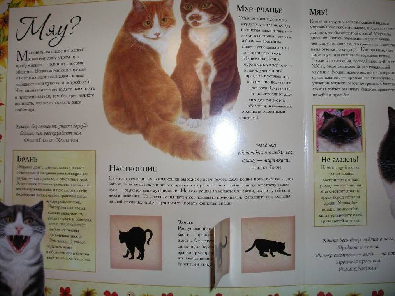 Иллюстрация 26 из 32 для Кошки. И ничего, кроме кошек. Самая правильная книга | Лабиринт - книги. Источник: Tiger.