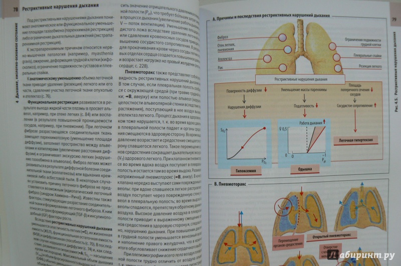 Иллюстрация 23 из 33 для Клиническая патофизиология. Атлас - Зилбернагль, Ланг | Лабиринт - книги. Источник: Марина