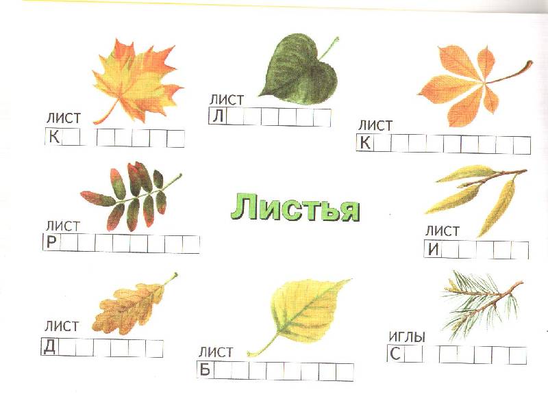 Лист для первого класса. Задание с какого дерева листок. Листья деревьев картинки. Осенние листья с названиями. Листья деревьев 1 класс.