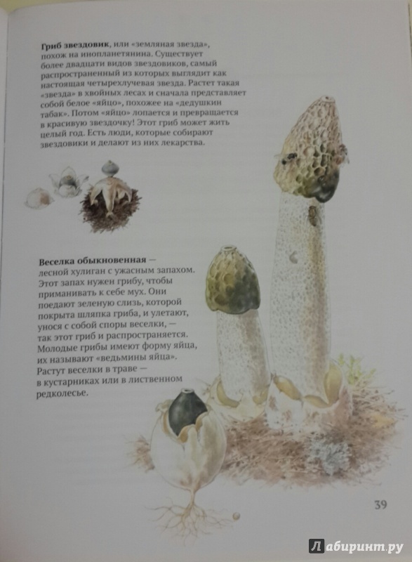 Иллюстрация 29 из 35 для Софи в мире грибов - Стефан Каста | Лабиринт - книги. Источник: Чирков  Николай Викторович