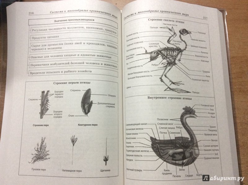 Иллюстрация 40 из 46 для Биология в схемах и таблицах - Ионцева, Торгалов | Лабиринт - книги. Источник: Kate Panda