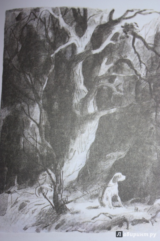 Иллюстрация 79 из 113 для Белый Бим Черное ухо - Гавриил Троепольский | Лабиринт - книги. Источник: Bradbury