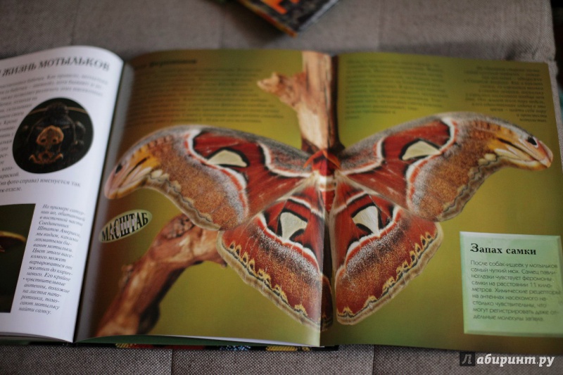 Иллюстрация 18 из 44 для Насекомые: жуки, пауки, бабочки и другие - Эндрю Дэвис | Лабиринт - книги. Источник: Сорокина  Оленька Игоревна