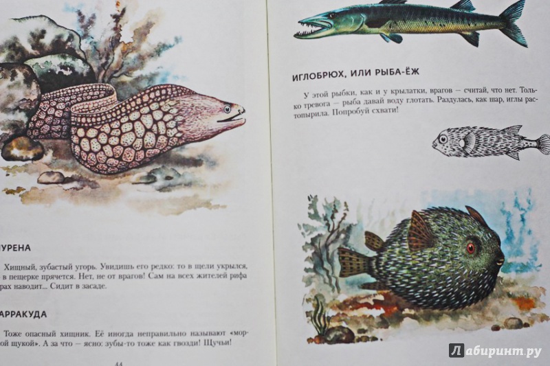 Иллюстрация 20 из 27 для В мире дельфина и осьминога - Святослав Сахарнов | Лабиринт - книги. Источник: Акико